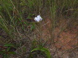 Image of Burmannia coelestis D. Don