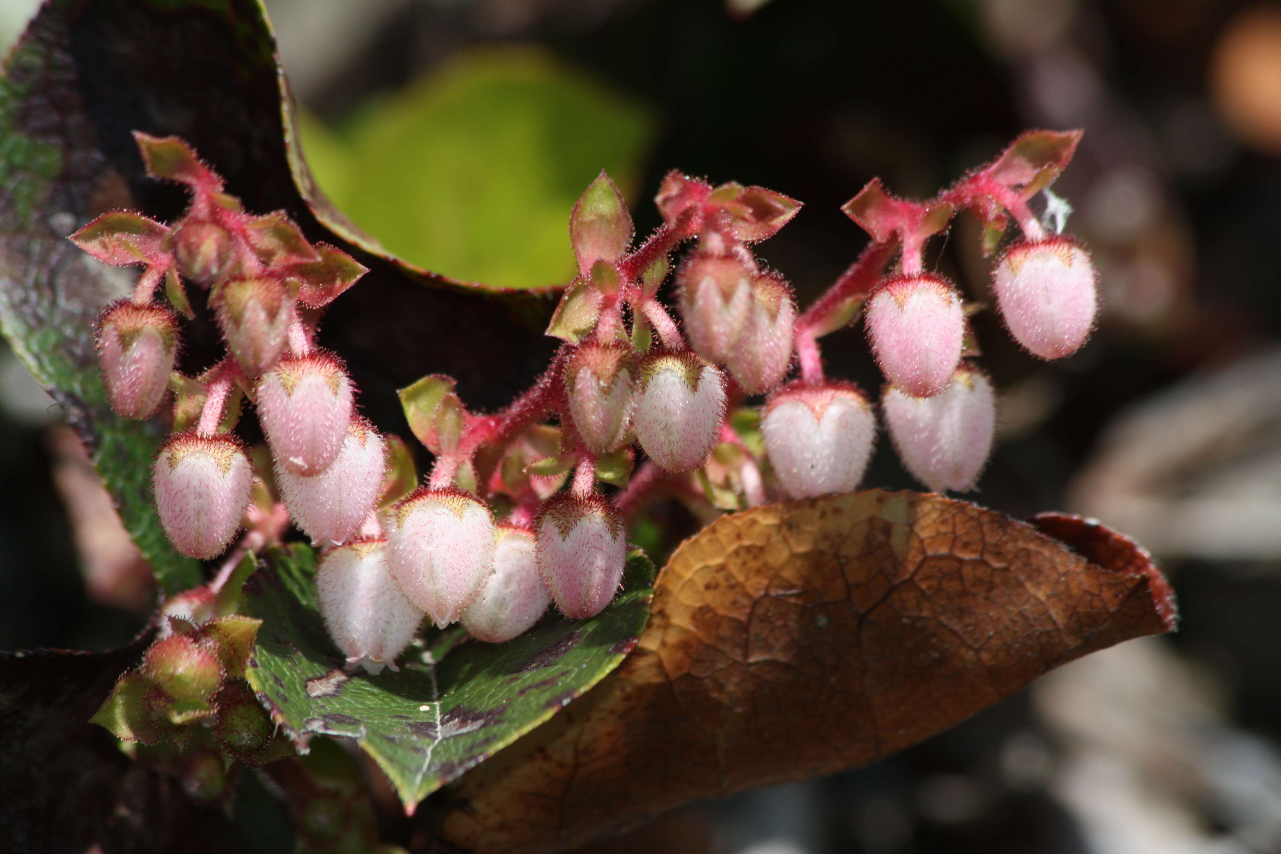 Image of salal