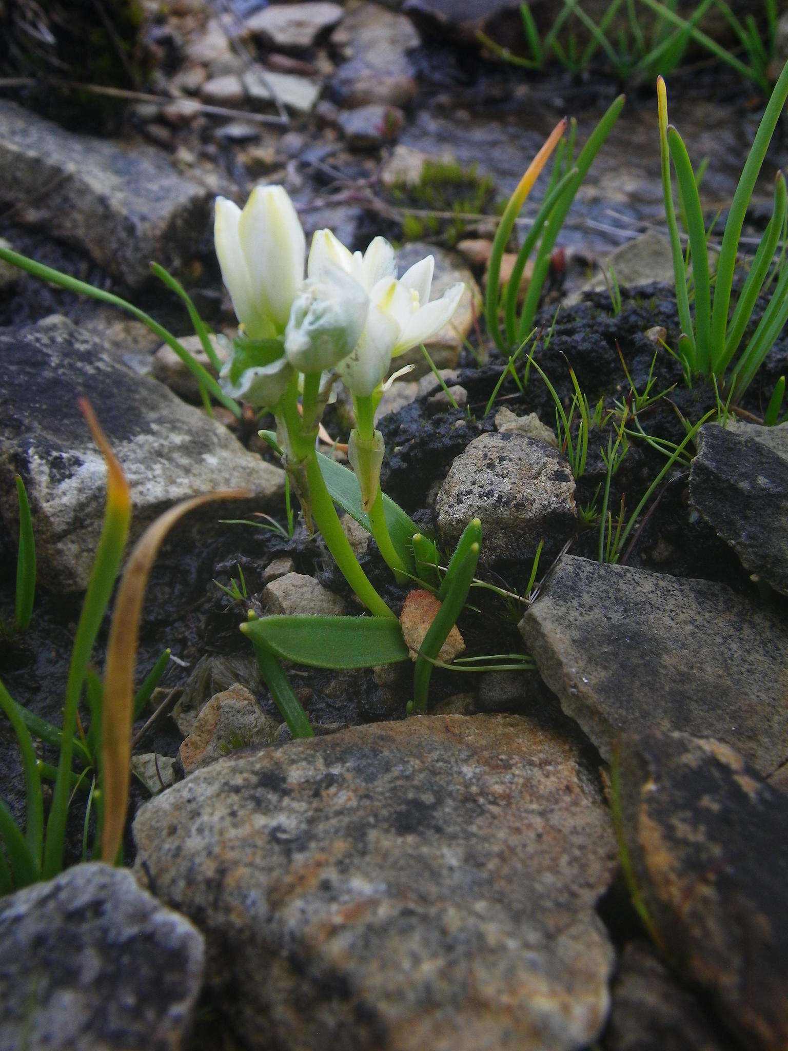 Imagem de Ornithogalum paludosum Baker