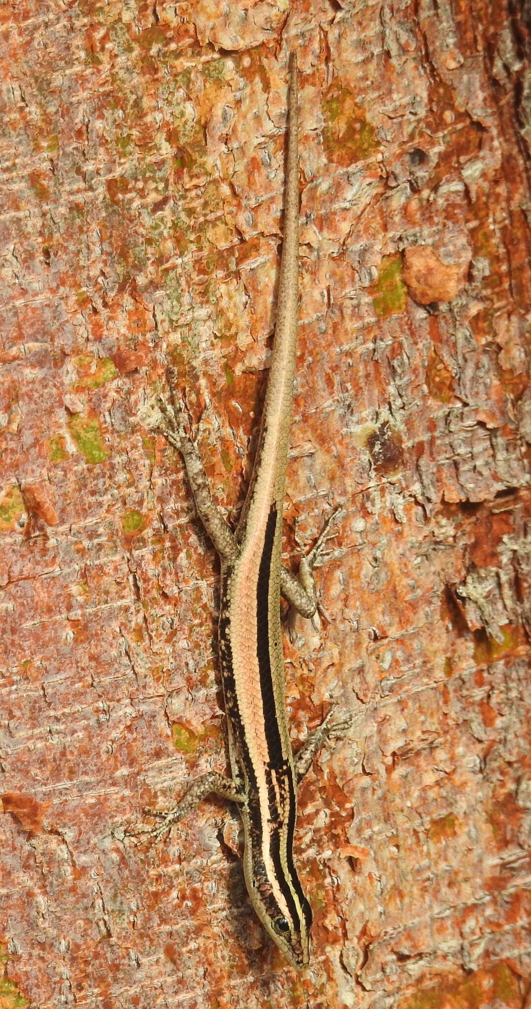 Cryptoblepharus balinensis Barbour 1911 resmi