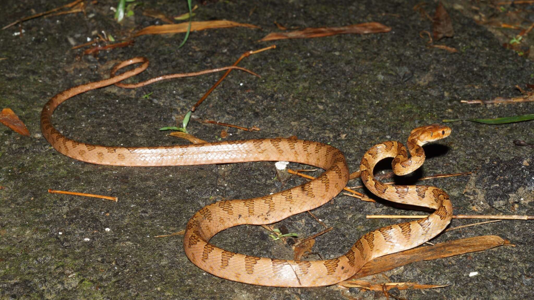 Image of Kelung Cat Snake