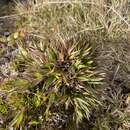 Image of Bog Rosette Grass