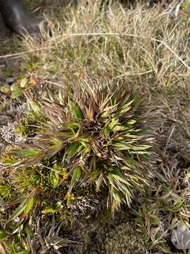 Imagem de Panicum hillebrandianum C. L. Hitchc.