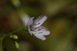 صورة Montia parvifolia (Moc. ex DC.) Greene