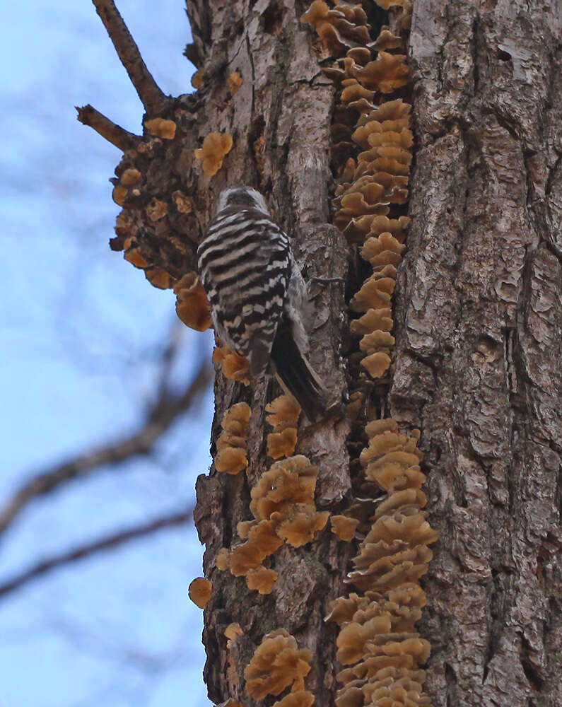 Image of Japanese Pygmy Woodpecker