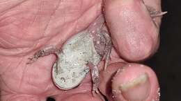 Image of White-footed frog