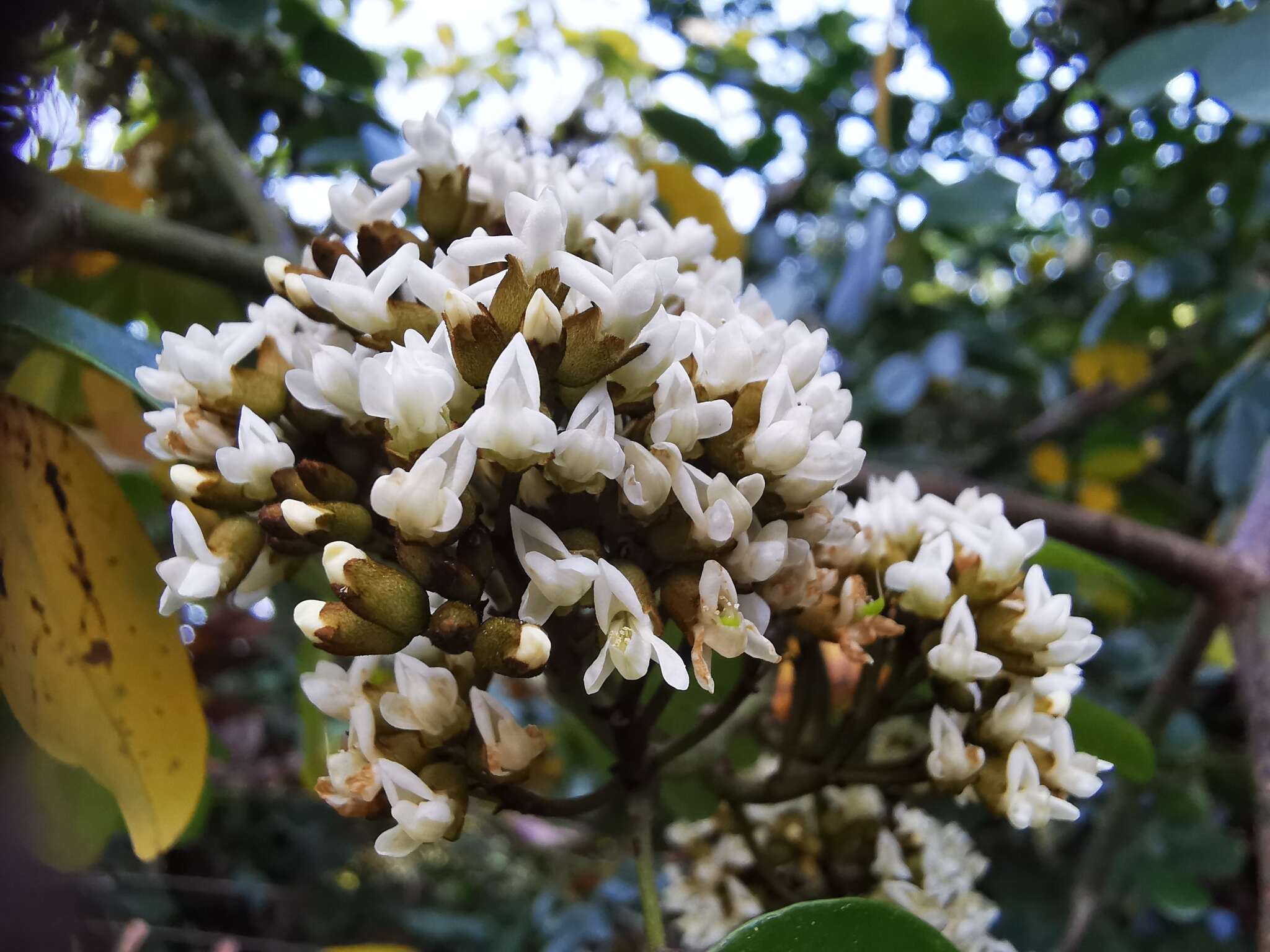 Image de Dalbergia benthamii Prain