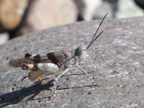 Plancia ëd Heliastus benjamini Caudell 1905