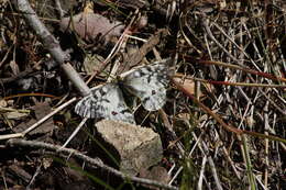 Image de Parnassius clodius Ménétriés 1855