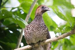 Image of Brazilian Chachalaca