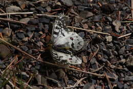 Image de Parnassius clodius Ménétriés 1855