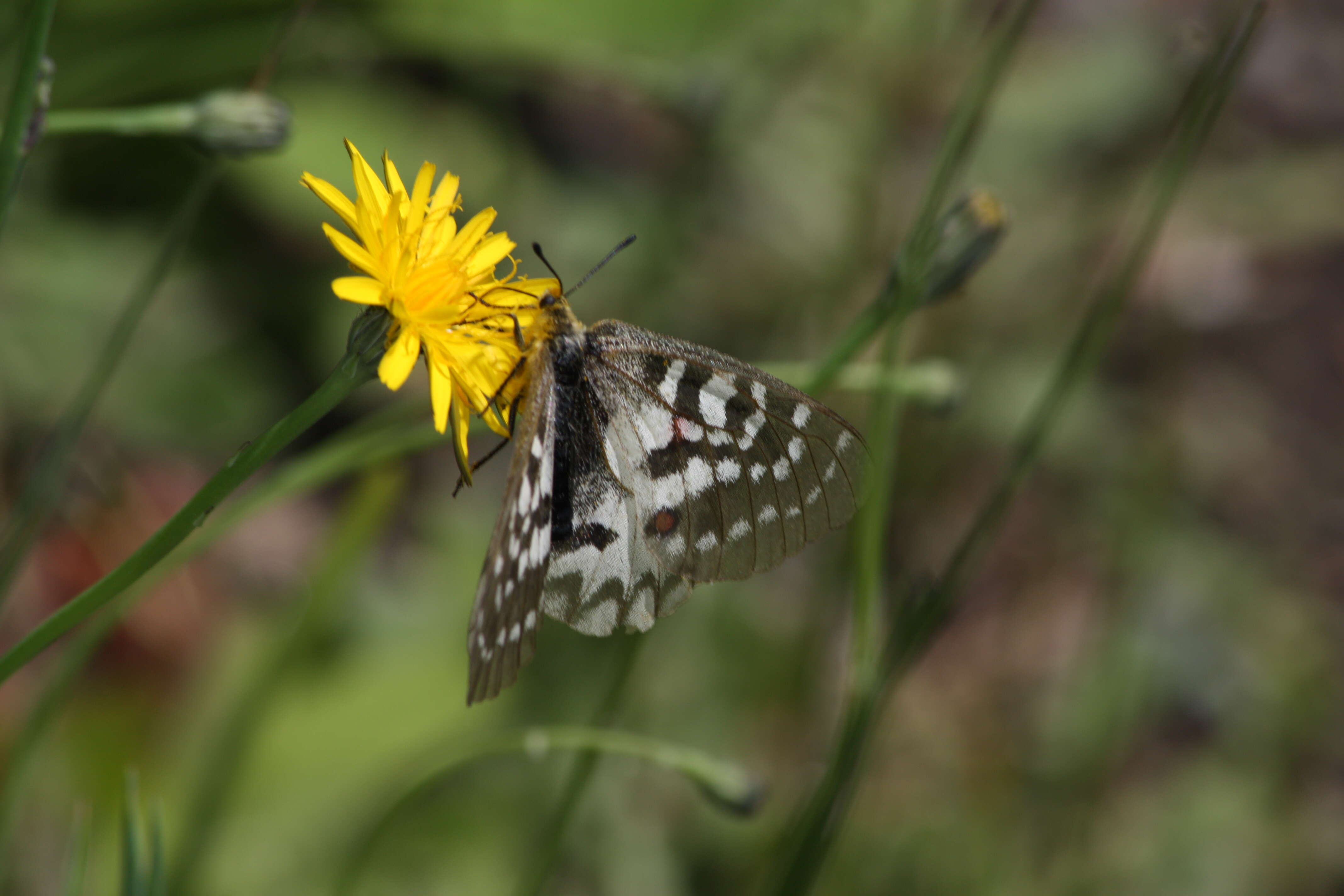 Image de Parnassius clodius Ménétriés 1855