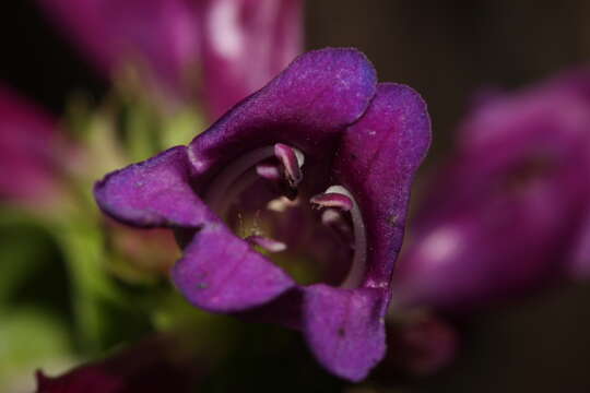 Image of serrulate penstemon