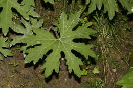 Image of arctic sweet coltsfoot