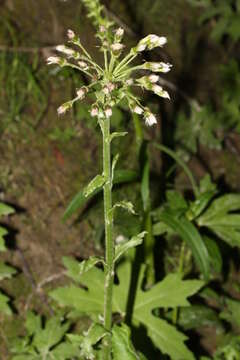 Image of arctic sweet coltsfoot