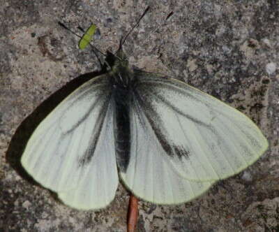 Image of Margined White