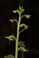 Image of Slender bog orchid