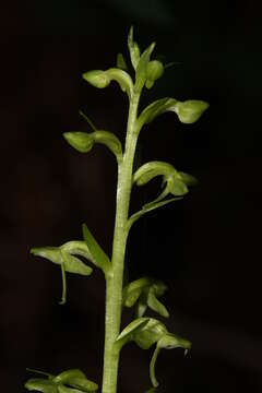 Слика од Platanthera stricta Lindl.