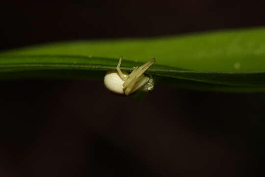 Image of Slender bog orchid