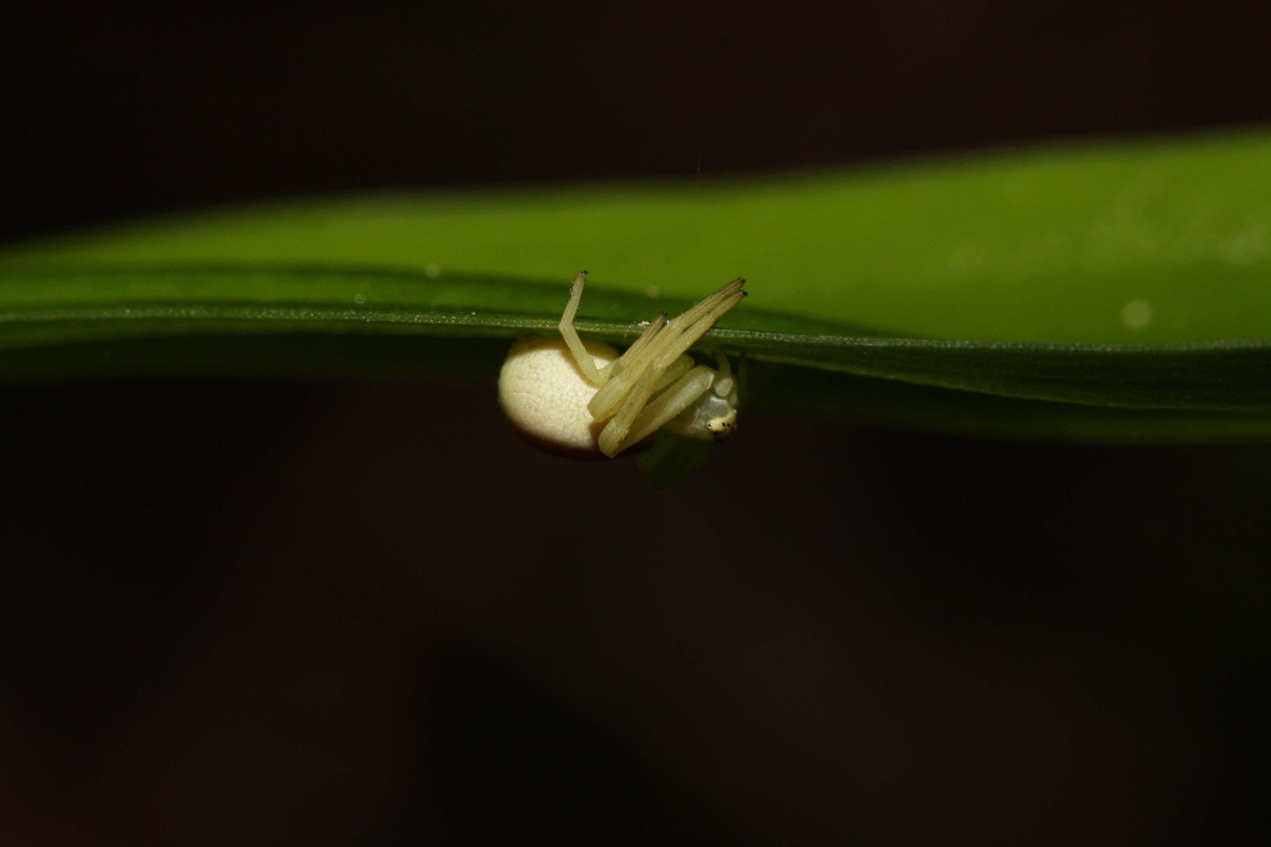 Слика од Platanthera stricta Lindl.