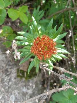 Image of Rhodiola kirilowii (Regel) Maxim.