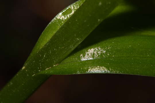 Image of Slender bog orchid