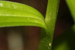 Image of Slender bog orchid