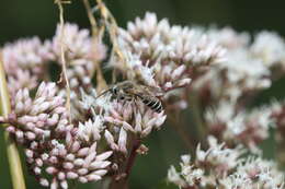 Image of Colletes taiwanensis Dubitzki & Kuhlmann 2004