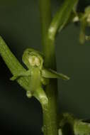 Image of Slender bog orchid