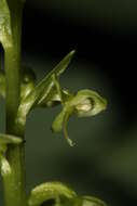 Image of Slender bog orchid