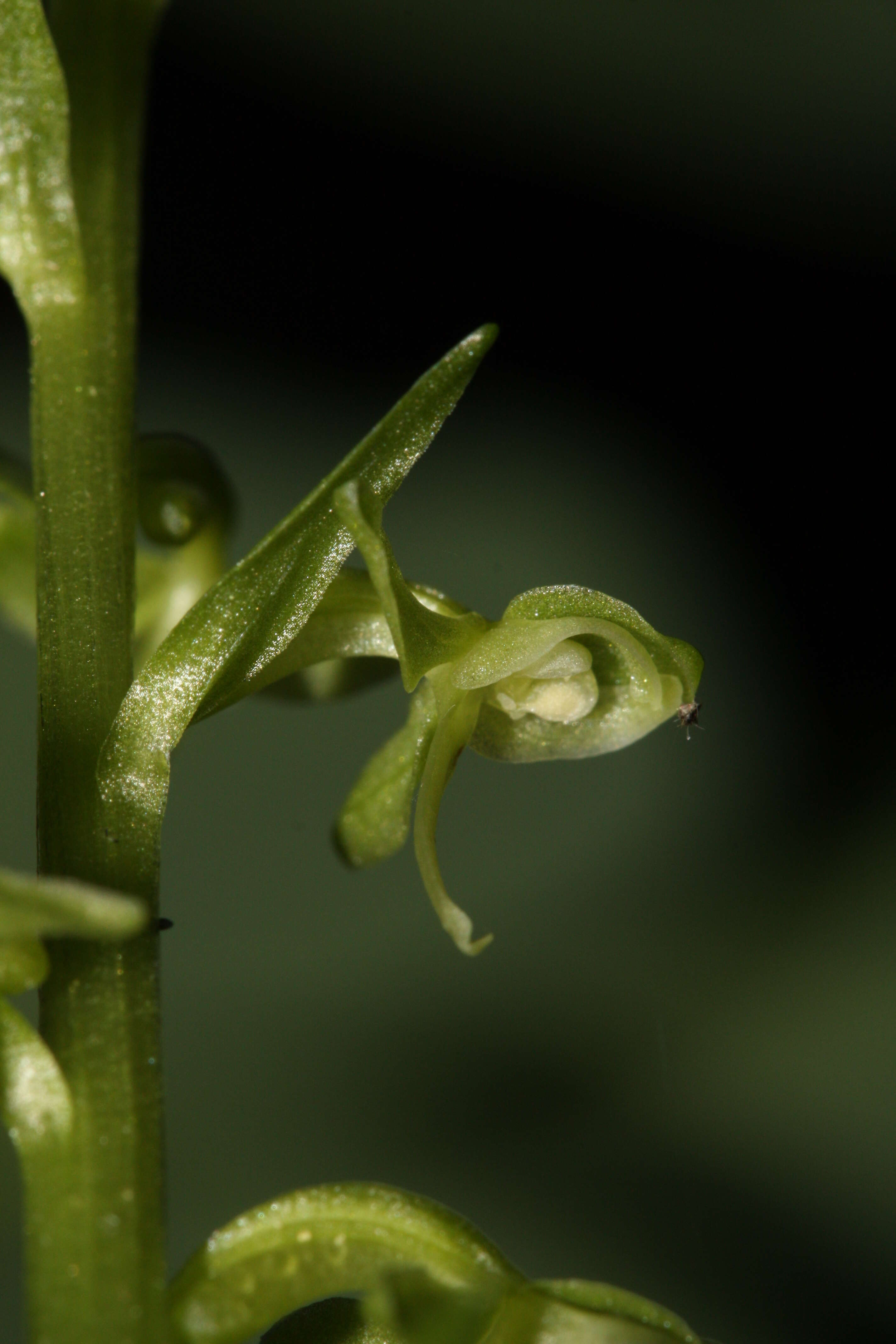 Image of Slender bog orchid