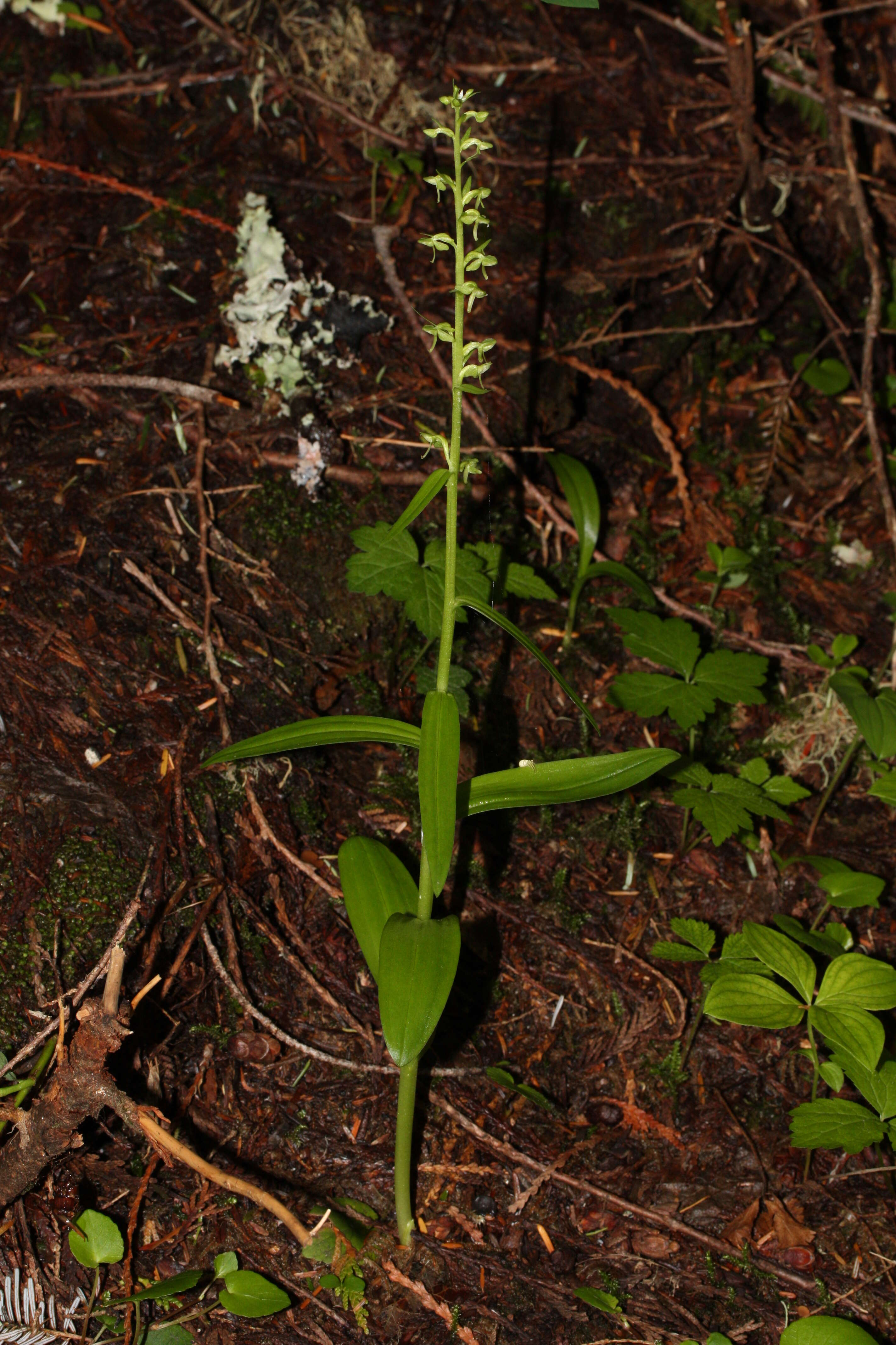 Image of Slender bog orchid