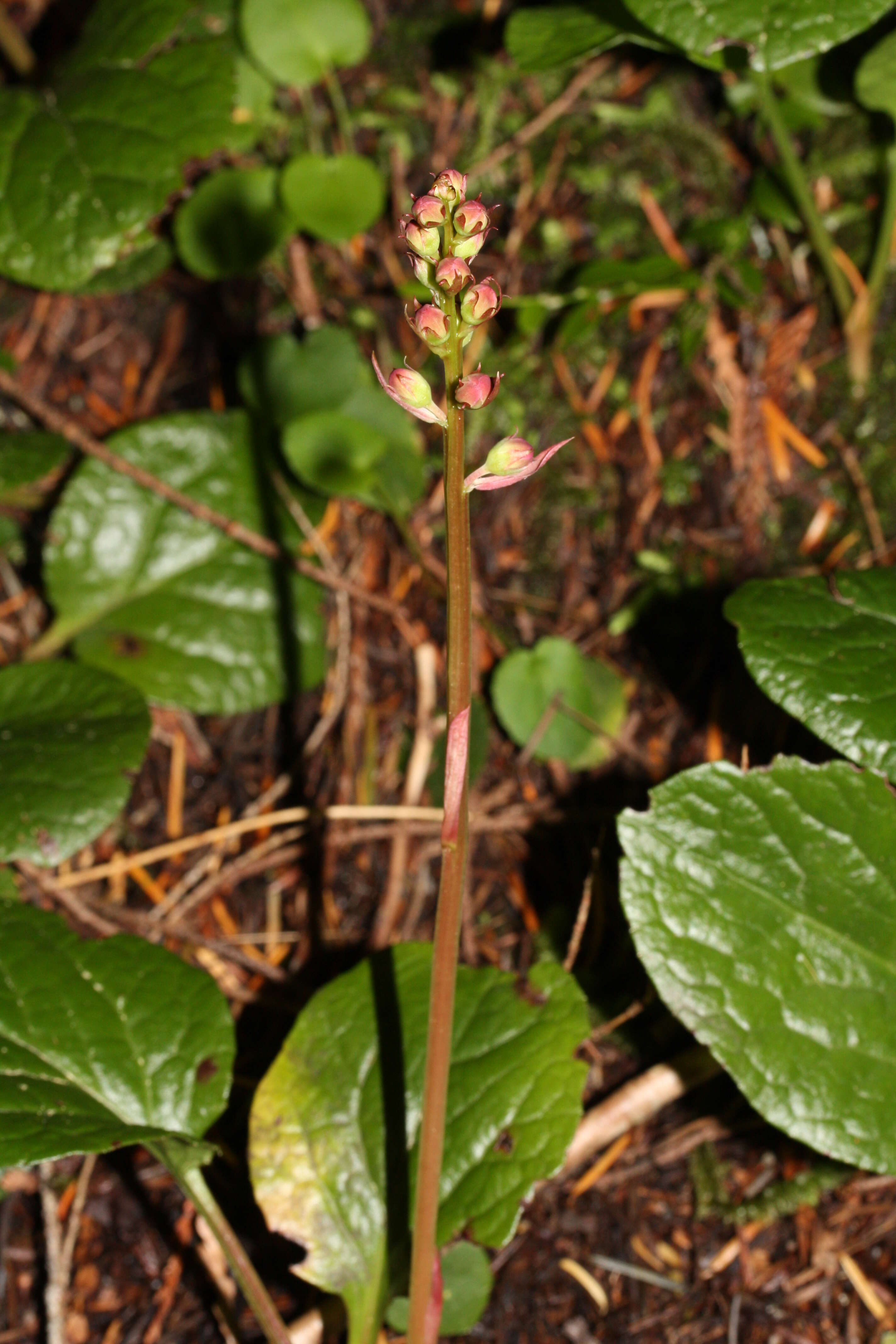 Image de Pyrola asarifolia Michx.