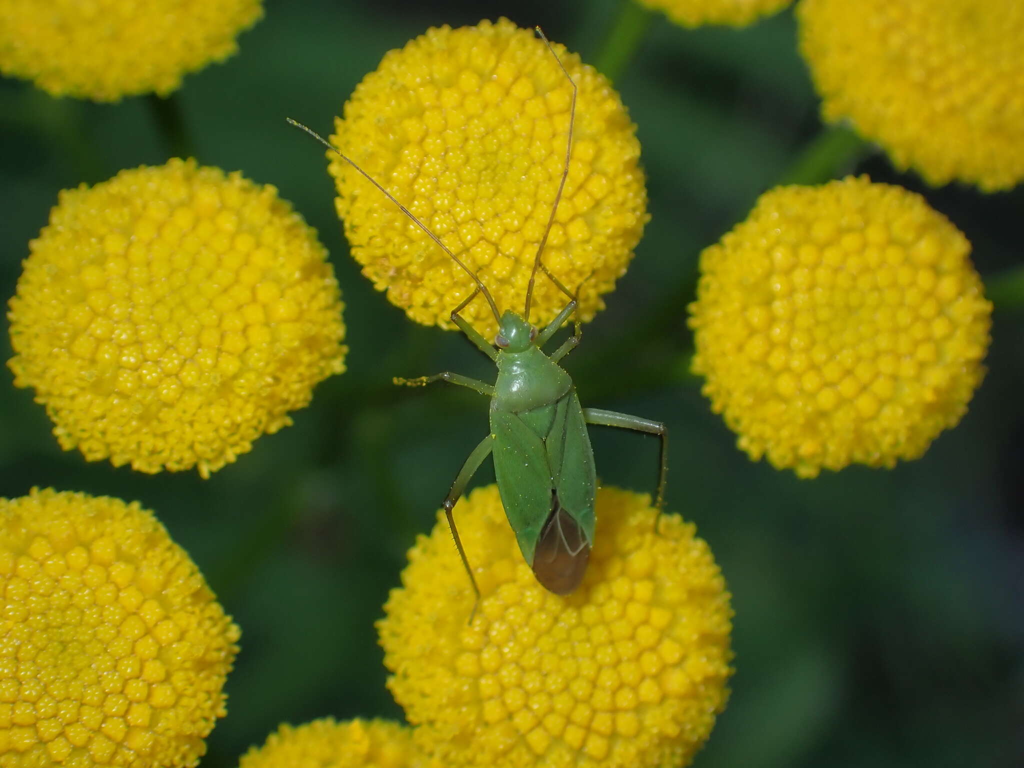 Image de Calocoris affinis (Herrich-Schaeffer 1835)