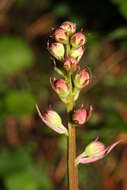 Image de Pyrola asarifolia Michx.