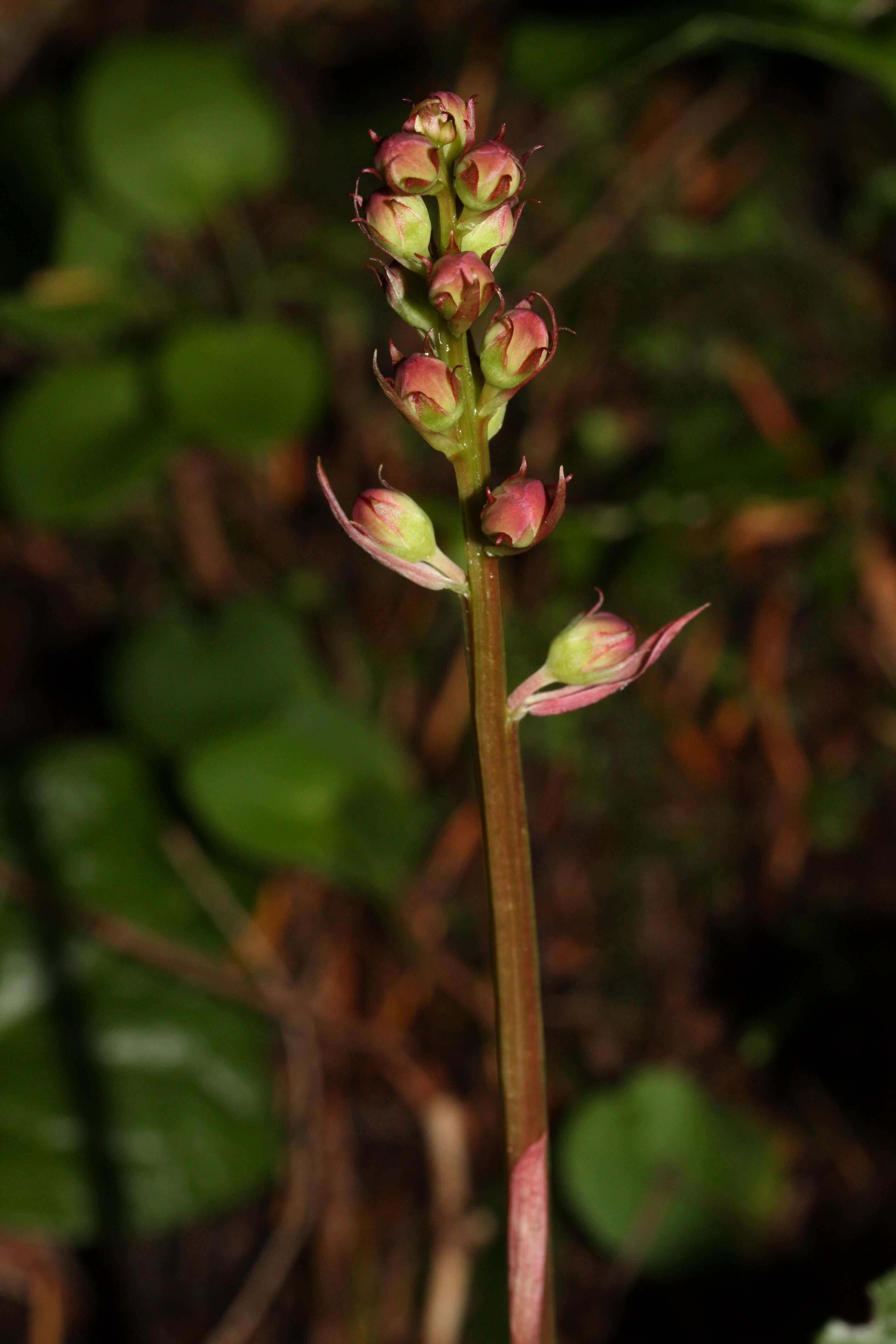 Image de Pyrola asarifolia Michx.