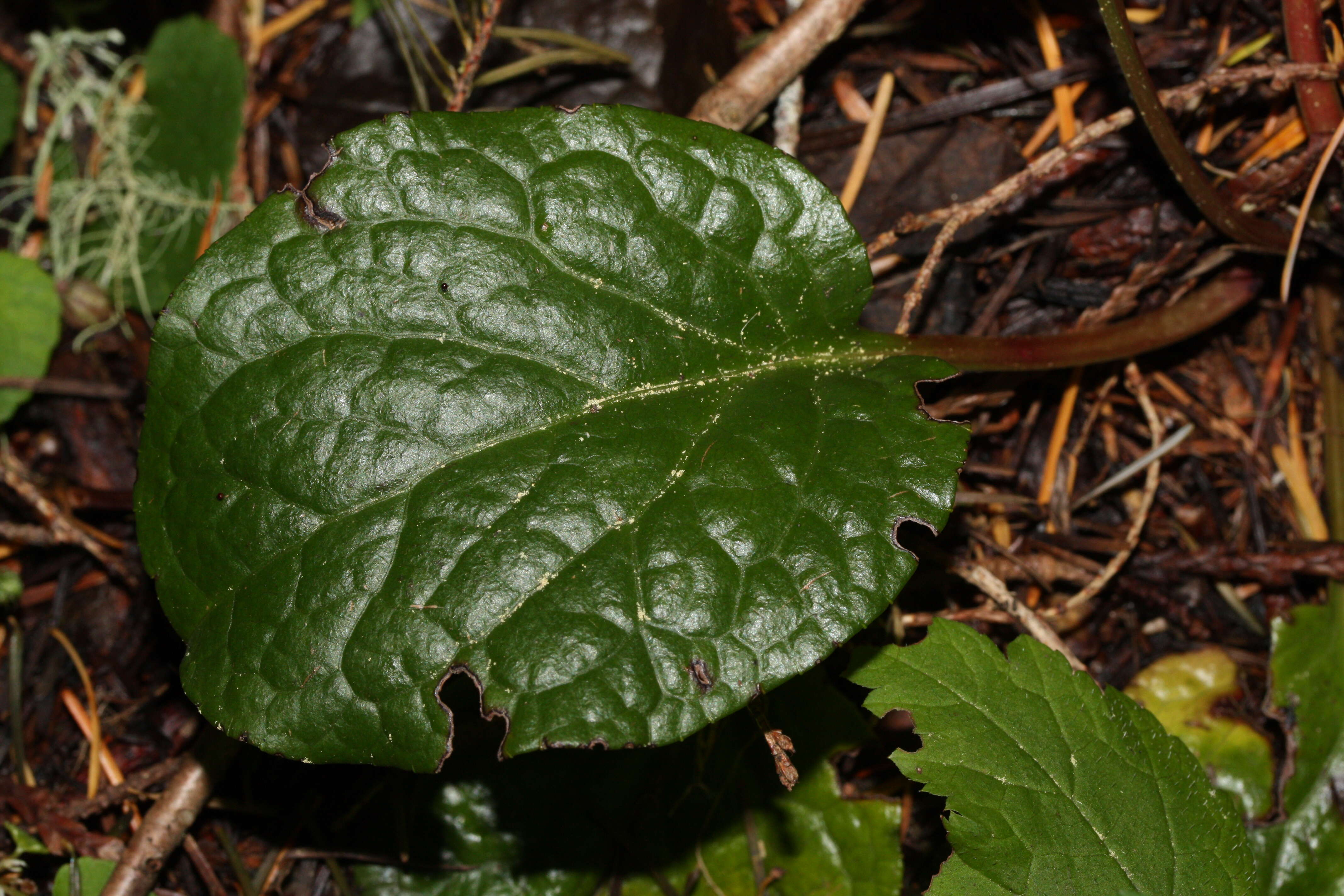 Image de Pyrola asarifolia Michx.