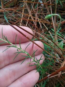 Image of Ionactis repens G. L. Nesom