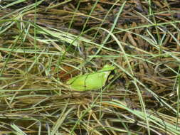 Image of European Treefrog