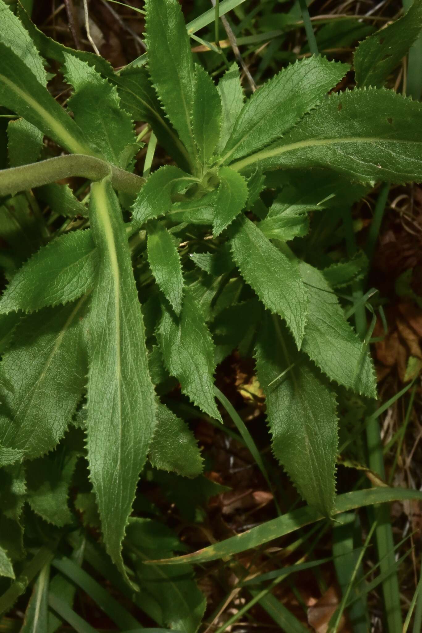 Image of Calceolaria dentata Ruiz & Pav.