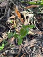 Image of Mentha australis R. Br.