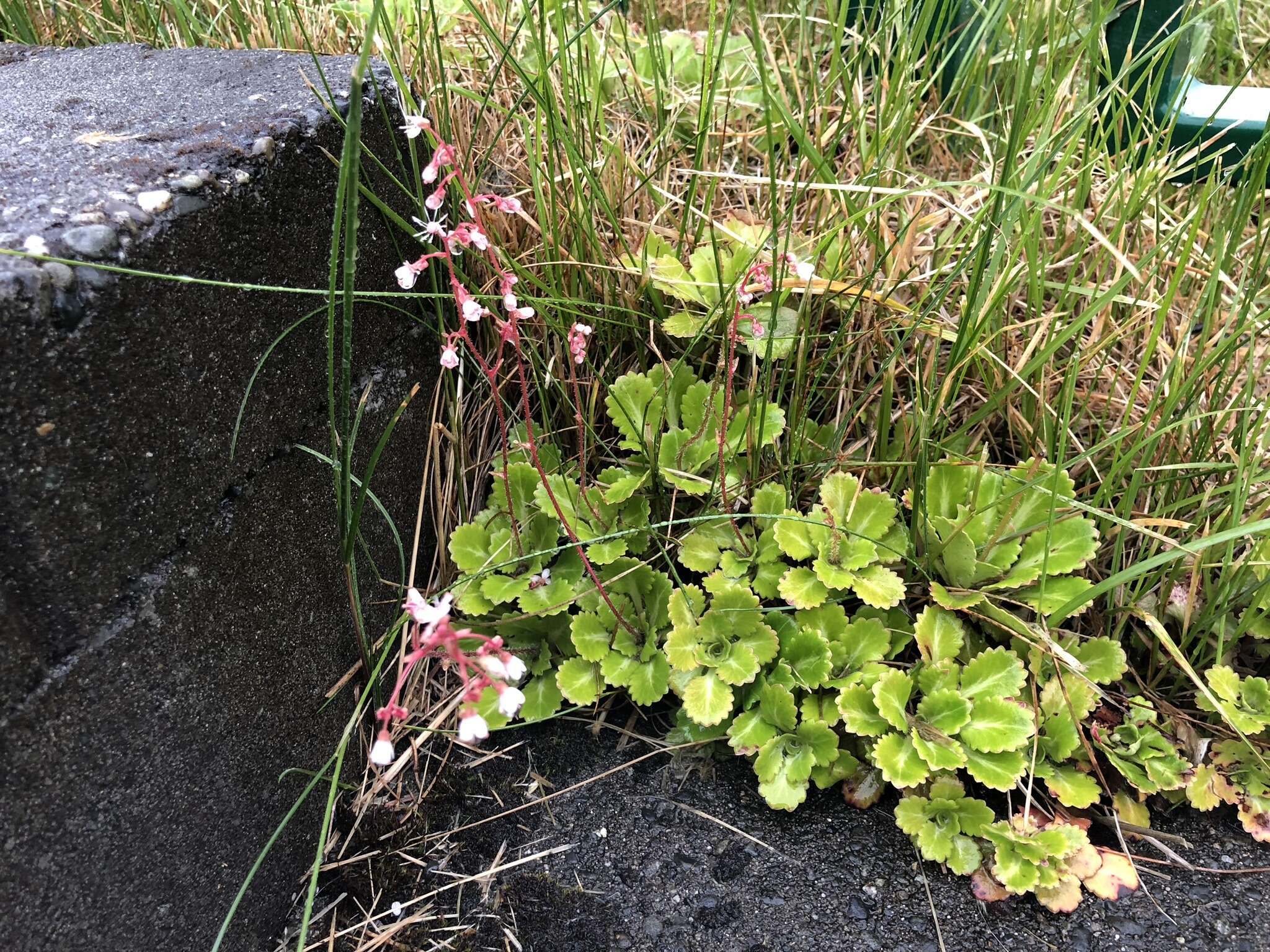 Image of Saxifraga urbium D. A. Webb