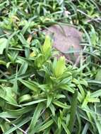 Image of Easter lily