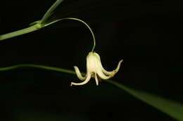 Streptopus amplexifolius (L.) DC.的圖片