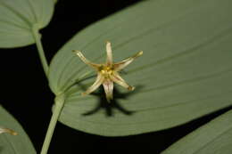 Image of claspleaf twistedstalk