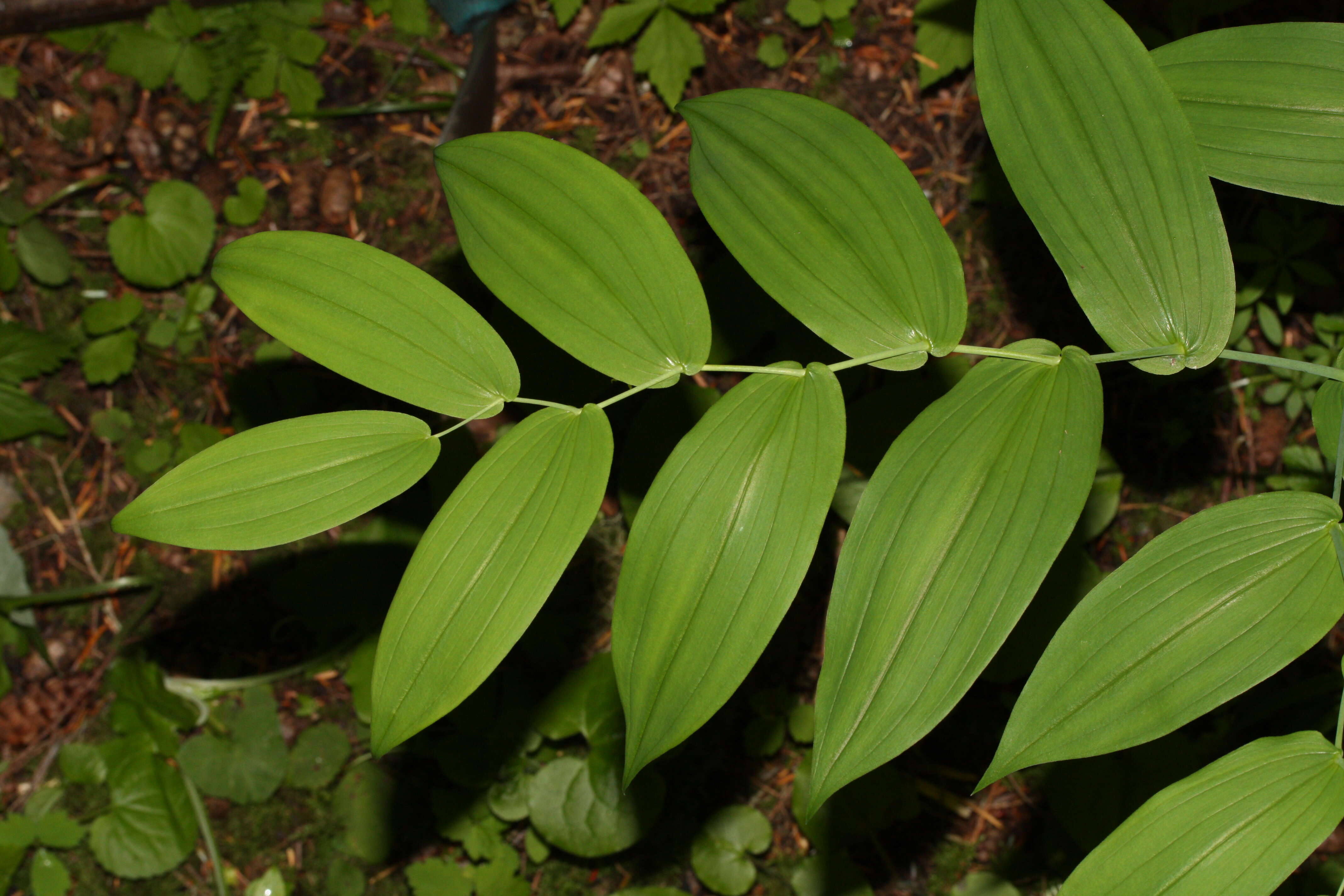 Image of claspleaf twistedstalk