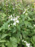 Image of Lamium moschatum Mill.