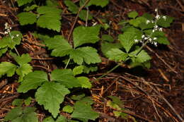 Image of threeleaf foamflower