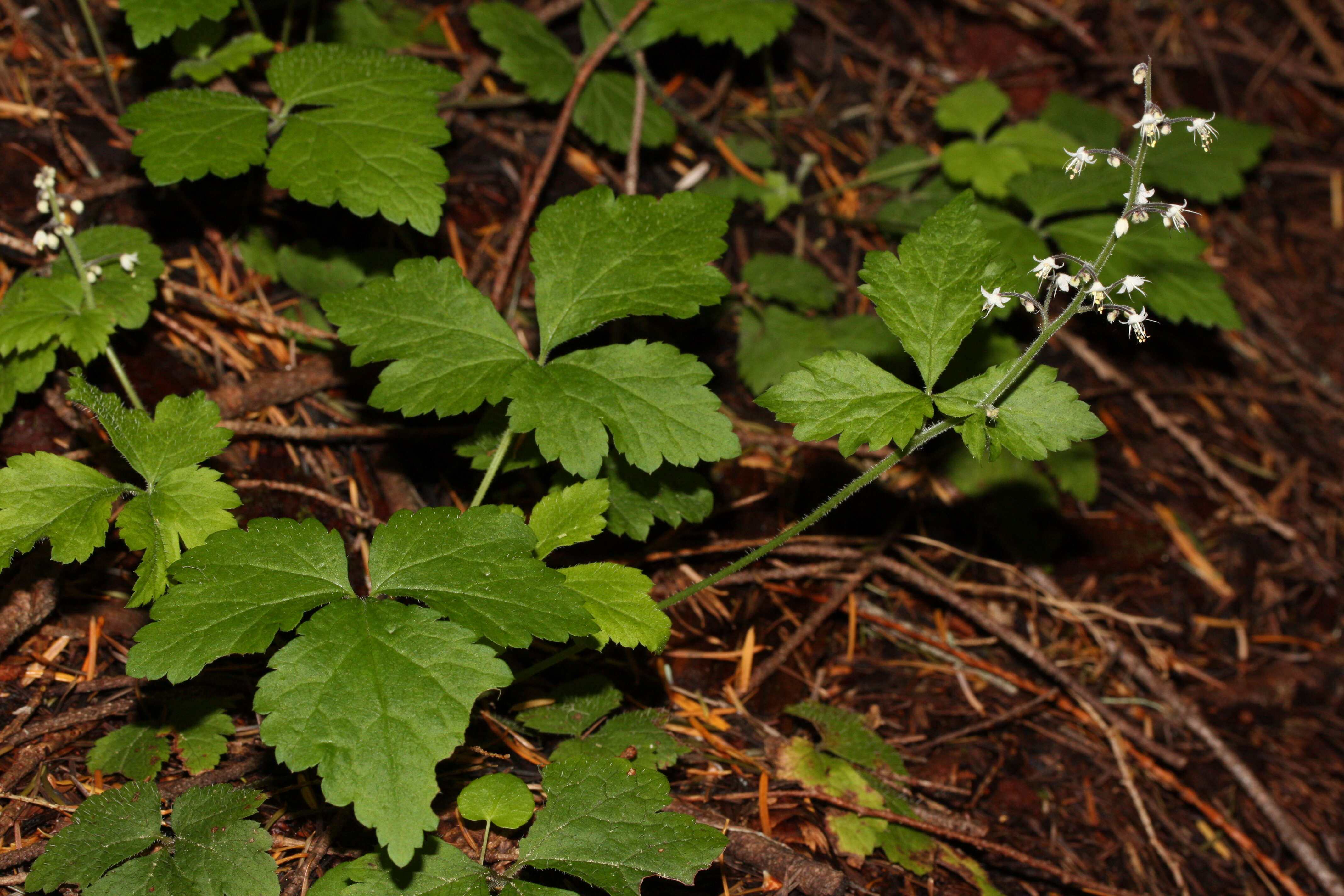 Image of threeleaf foamflower