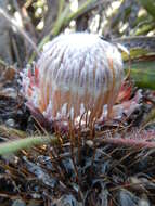 Image of harts-tongue-fern sugarbush